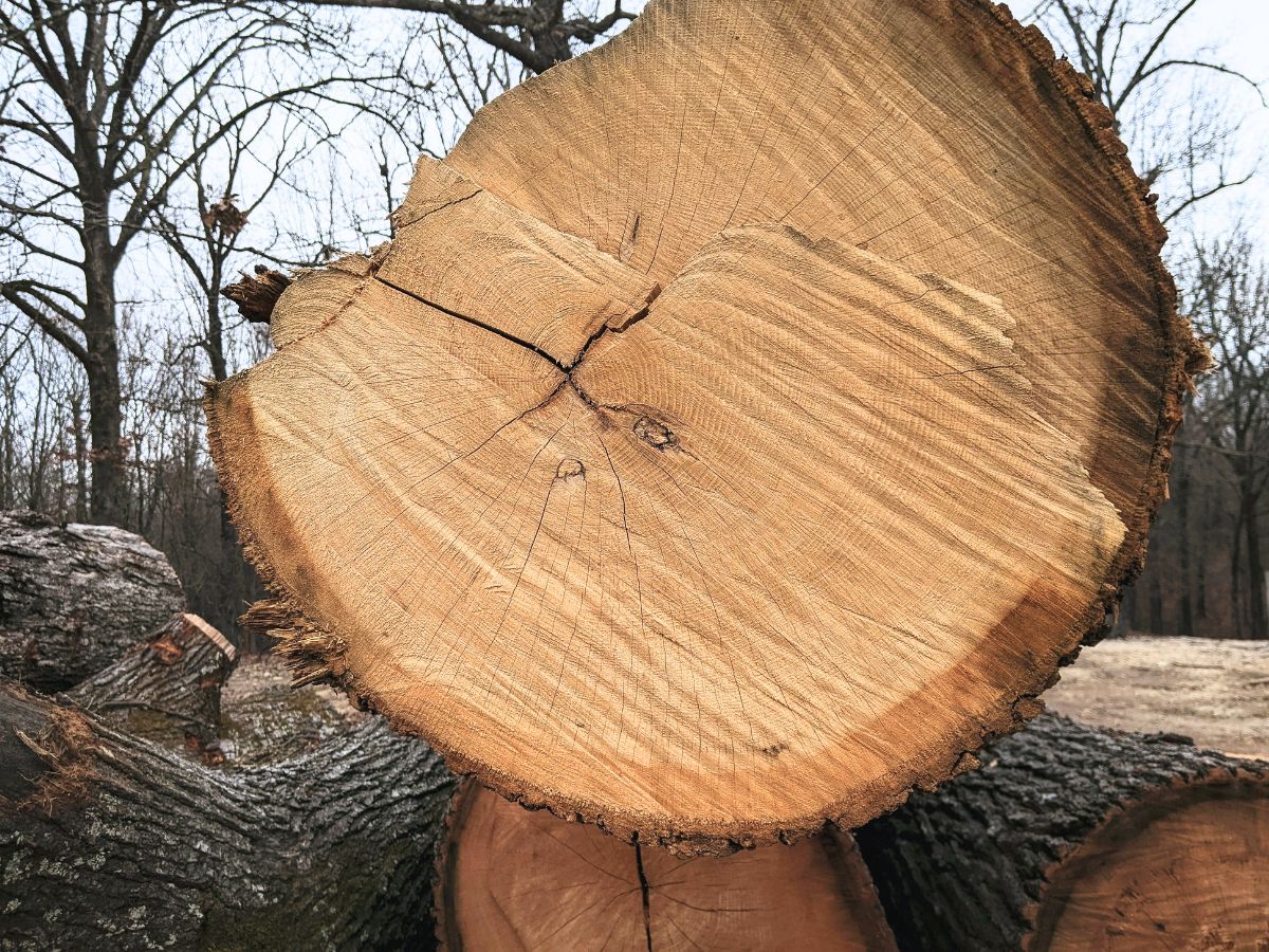 holz bild